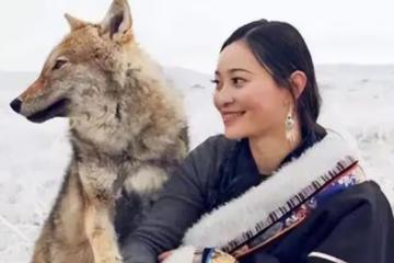 回顧：把狼當兒子帶回家的成都女孩，10年後在草原與它再次相認