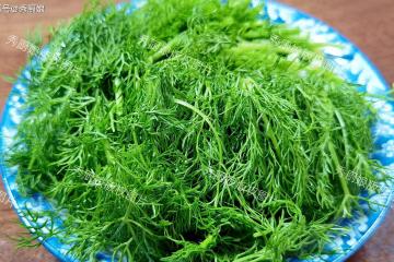 入伏前，吃黃瓜苦瓜不如吃它，鮮嫩營養，全身是寶，常吃對脾胃好