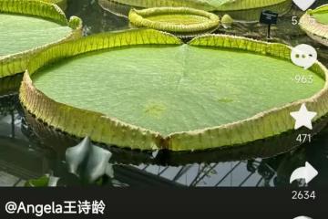 王詩齡久違曬健身照,穿黑色運動裝纖瘦苗條,減肥成功後未反彈