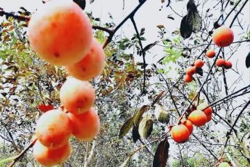 婆婆退休到兒子家養老,兒媳:你比我媽年輕,你去打工我媽做家務