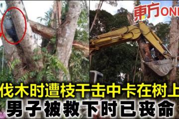 伐木時遭枝幹擊中卡在樹上 男子被救下時已喪命