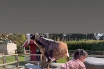 謝霆鋒妹妹帶娃遊動物園,3歲女兒扎小辮太可愛,孩子生父疑同行