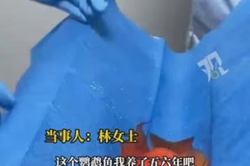女生花470元帶1條魚去醫院治療:買的時候25元,養了五六年有感情