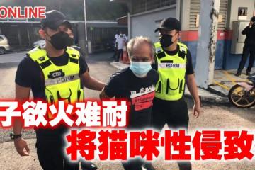 男子性侵貓致死　認罪獲准6000令吉保釋
