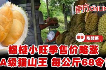 榴槤小旺季售價略漲　雙A級別貓山王每公斤68令吉