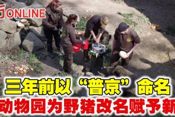 三年前以「普京」命名 德動物園為野豬改名賦予新生