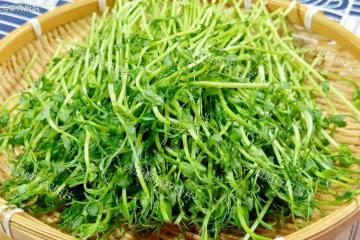它被譽為「護眼菜」,越吃眼睛越亮,隔天吃一次,養肝護眼潤脾胃