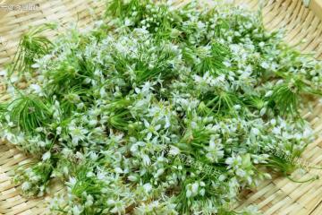 8月這菜抓緊吃！一養肝、二護眼、三抗菌、四通便，錯過實在可惜