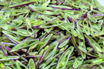 8月使勁吃這菜，一健脾，二祛濕，三護眼，四通便，鮮嫩營養高！
