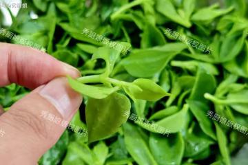 立秋後,薺菜、蒲公英靠邊站!這菜使勁吃,全身是寶,鮮嫩營養高