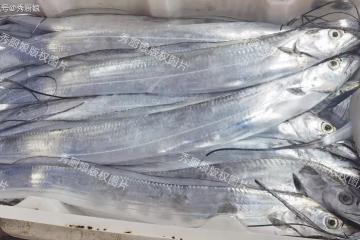 買帶魚挑「黑眼」還是「黃眼」？水產店老闆：差別大了，弄懂再買