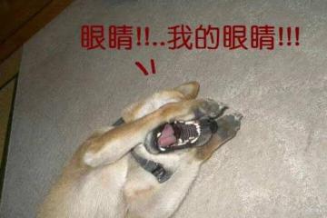 尬吹顏值太社死!路人長相、腫成豬頭、胖成大海,這也誇得下去?