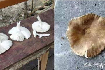 丈夫誤食老婆摘野蘑菇險喪命ICU急救