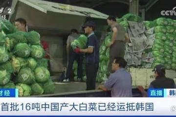 韓國人用捲心菜娃娃菜代替大白菜