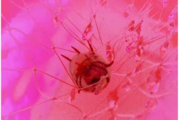 粉絲們終於等到她們的合體回歸了？