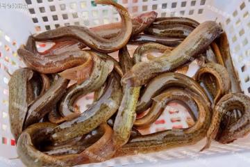 男人要想「老得慢」,多吃4種食物,堪稱男性「加油站」!