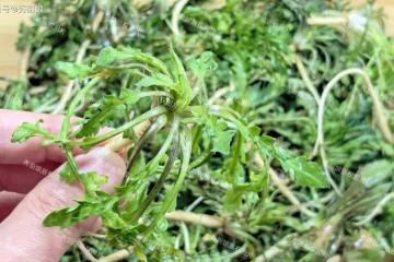 越吃眼睛越亮的3種菜，建議中老年多吃，養肝排毒健脾胃，氣色好