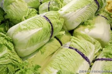買白菜,選「綠色的」還是「黃色的」?差別很大,別再買錯了