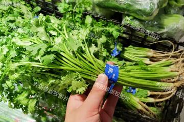 今天才發現，「香菜」保存這麼簡單！不發黃、不打蔫，放久都新鮮