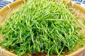 藏在身邊的「護眼菜」,越吃眼睛越亮,養肝護眼潤脾胃,老少皆宜