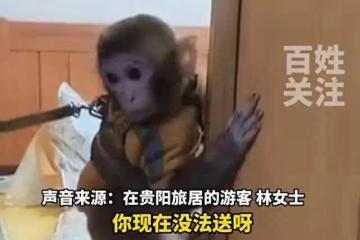 女子救下獼猴帶回家養了半年,多方回應:涉刑事案件