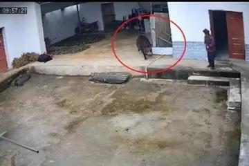 野豬撕咬老人致死，村幹部稱系4隻獵狗把野豬「攆急了」，狩獵隊系官方委託？