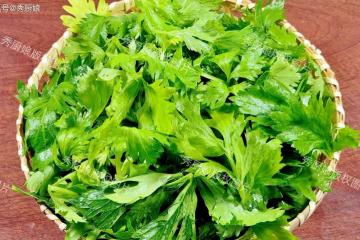 這菜全身是寶,很多人只吃根莖,其實葉子才是寶!鮮嫩營養正當季