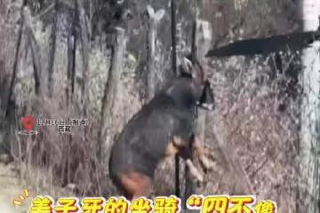 網友在西藏旅遊途中，偶遇姜子牙坐騎「四不像」