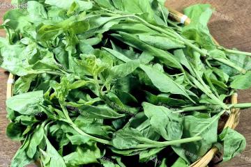 養肝就是「養命」,肝臟最愛的5樣菜,建議每天吃點,養出好氣色