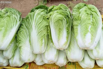 噴了「甲醛」的白菜如何分辨？老菜農：牢記這4點，再買准錯不了