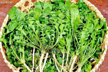 立春後，這種野菜別錯過，養肝護眼，還緩解便秘，可惜很多人當草