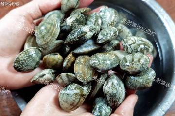 洗花蛤,有人放油有人放酒,都錯了,賣海鮮老闆教我一招,真實用