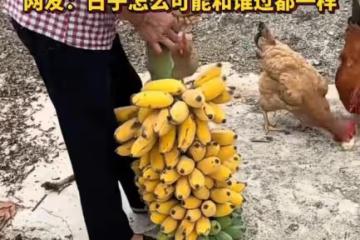 笑噴！老人拿整串香蕉喂雞，網友吐槽：日子怎麼可能跟誰過都一樣