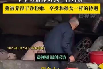 怕78歲爺爺無聊，孫女給爺爺買兩頭豬養，爺爺很開心身體便硬朗了