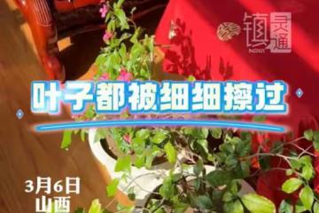 女兒吐槽媽媽每天六點起床打掃衛生，擦玻璃，家裡花的葉子都要擦