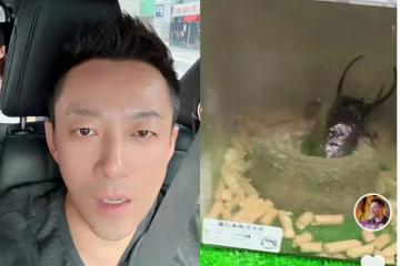 汪小菲曬父親節行程,帶孩子去買寵物,玥兒箖箖都出鏡,好有愛