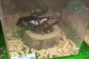 公園的獨角大仙全被小朋友挖走！霖霖跑回家哭！汪小菲帶兒子去買
