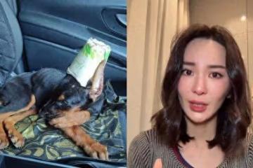 杜賓犬遭剪耳「縫紙杯膠水黏死」！港女星淚揭殘忍手法：人神共憤