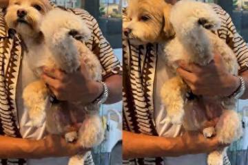 愛犬寄宿寵物旅館！　韓藝瑟接回時「狗前腿卻彎曲變形」瞬間崩潰