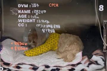 愛犬接回前一刻「遭職員失手摔斷腿」! 韓藝瑟心疼曝術後照