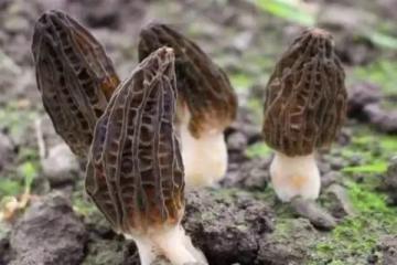 「菌中之王」羊肚菌,教你15道神仙素食吃法!