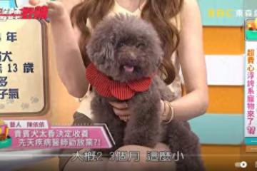 愛犬被判「活不過3歲」！病因連醫生也勸放棄 依依13年醫療費超驚人