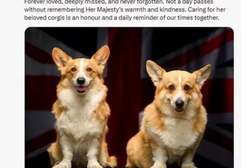 莎拉·弗格森懷念女王，柯基近照引發全網熱議！