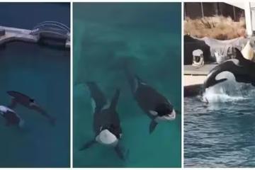 虎鯨母子困法國廢棄海洋公園,瀕死掙扎被拍,全球網友聲討