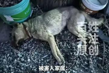 一條狗引發的血案:還原當時經過,細節太炸裂