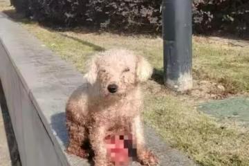 喪天良!溫州繁殖犬被剖腹取崽後丟棄,丟狗老闆帳號被扒