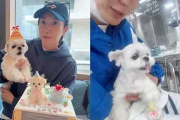 愛犬確診肺水腫、心臟病 SJ利特暴瘦痛喊:就像人被泡在水裡呼吸