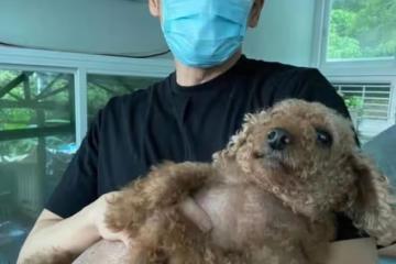 有愛！TVB知名男星協助拯救流浪貓，更主動承擔手術費獲網友點贊