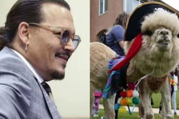 贏了官司餘波未了　Johnny Depp粉絲掀「草泥馬」暴動
