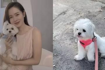 澄清「懷孕傳聞」後，孫藝珍曬近況，遛狗散步